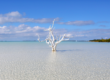 The Lone Tree